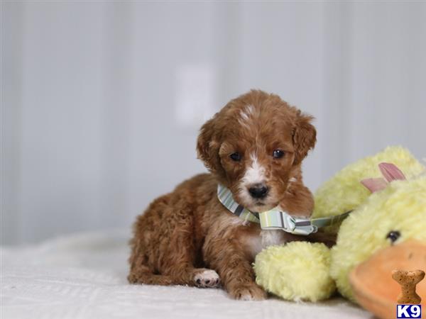 cumberlandkennels Picture 2